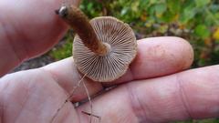 Inocybe lacera
