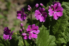 Primula sieboldii