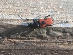 Anastrangalia laetifica