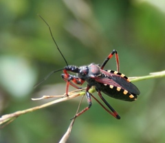 Rhynocoris cuspidatus