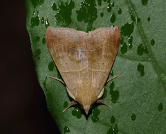 Achaea indeterminata