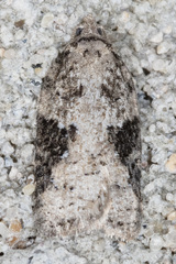 Acleris fuscana