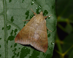 Achaea indeterminata
