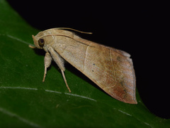 Achaea indeterminata