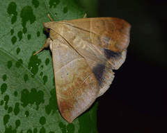 Achaea indeterminata
