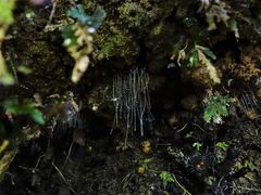 Arachnocampa luminosa