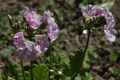 Primula sieboldii