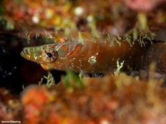 Lepadogaster candolii