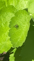 Condylostylus patibulatus