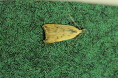 Dichomeris limosellus