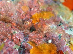 Periclimenes scriptus