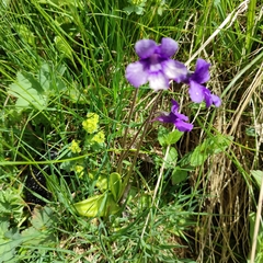 Pinguicula