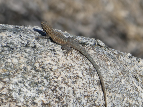 iNaturalist observation photo of Western Side-blotched Lizard