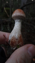 Cortinarius laniger