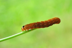Orbona fragariae