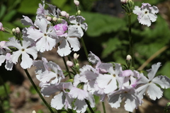 Primula sieboldii