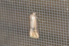 Crambodes talidiformis