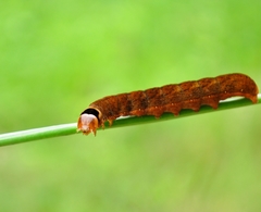 Orbona fragariae