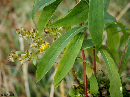Solidago altissima