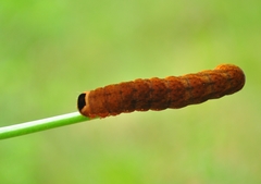 Orbona fragariae