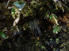 Arachnocampa luminosa