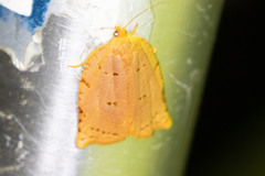 Archips rileyana