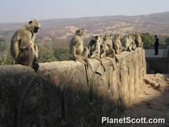 Semnopithecus entellus