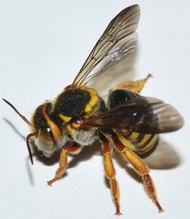Rhodanthidium infuscatum