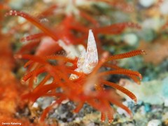 Curveulima dautzenbergi