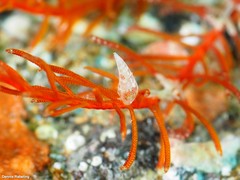 Curveulima dautzenbergi