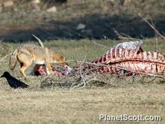 Canis aureus indicus