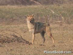 Canis aureus indicus