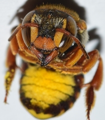 Rhodanthidium infuscatum