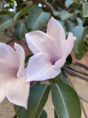 Cryptostegia