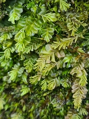Plagiochila porelloides