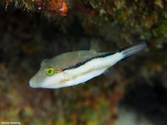 Canthigaster capistrata