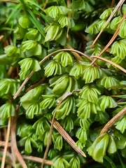Plagiochila porelloides
