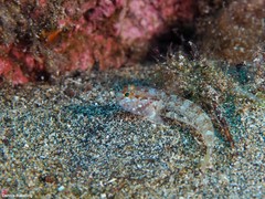 Vanneaugobius canariensis