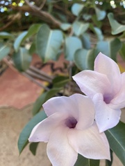 Cryptostegia