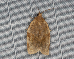 Choristoneura fractivittana