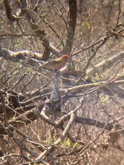 Haemorhous mexicanus