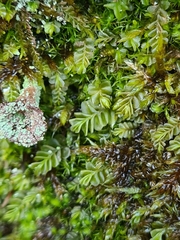 Plagiochila porelloides
