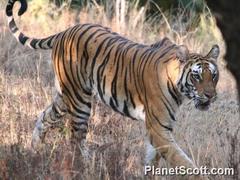 Panthera tigris tigris