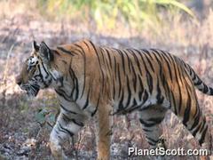 Panthera tigris tigris