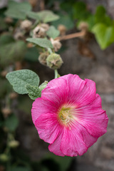 Alcea rosea