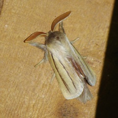 Anchirithra insignis