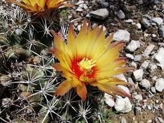 Coryphantha salinensis