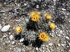 Coryphantha salinensis