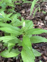 Spigelia hedyotidea