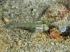 Gnatholepis thompsoni